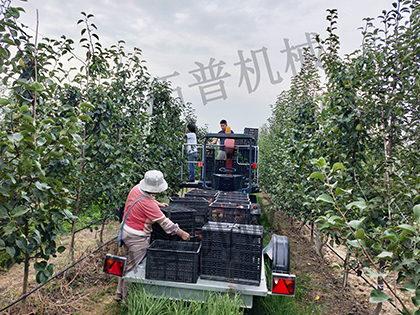 蘑菇视频在线免费播放